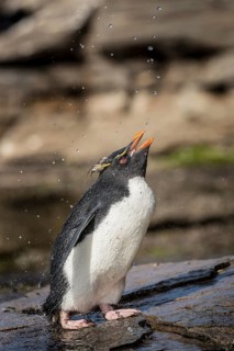 Rockhopper Penguin (Eudyptes chrysocome) cleans its plumage at a fresh water site
