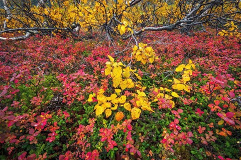 Autumnally discolored vegetation