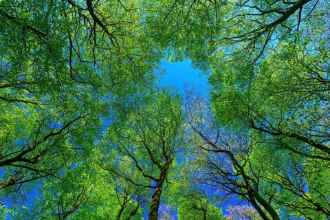 Beech leaf canopy (Fagus sylvatica) on Ruegen in spring