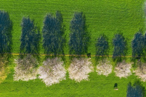 Flowering cherry trees and cows in a meadow from above