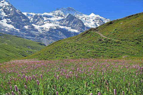 Mountain meadow with meadow knotweed on Kleine Scheidegg in front of the Jungfrau-Massif