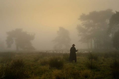 Shepherd with a flock of sheep in the heath at the Thuelsfeld dam at sunrise in the fog