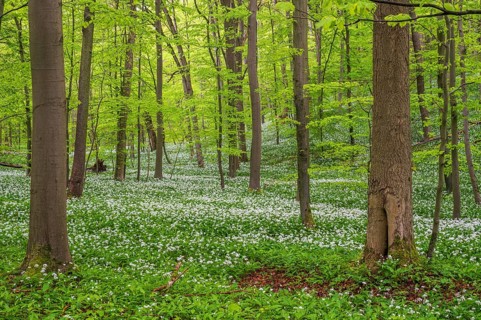 Beech forest with flowering Ramsons (Allium ursinum)