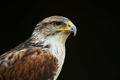 Long-legged Buzzard (Buteo rufinus )