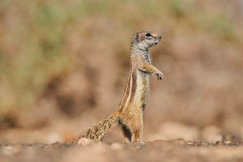 Barbary ground squirrel (Atlantoxerus getulus ) is on lookout