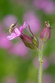 Bee fly (Bombyliidae) sitting on stone carnation