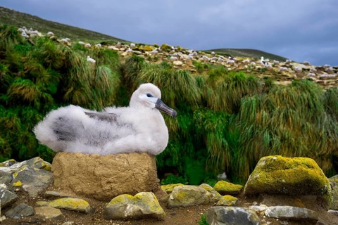 Black-browed Albatross (Thalassarche melanophris) chick on its nest