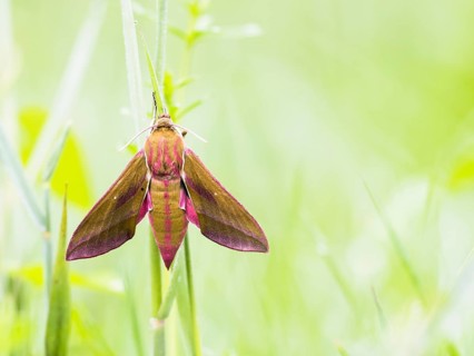 Elephant hawk-moth (Deilephila elpenor)
