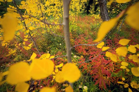 Autumn forest