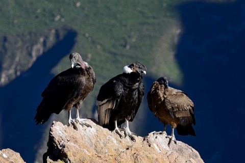 Andean condors (Vultur gryphus) sitting on a rock