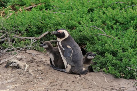 African penguin (Spheniscus demersus)