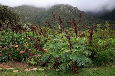 Giant honey flower (Melianthus major )