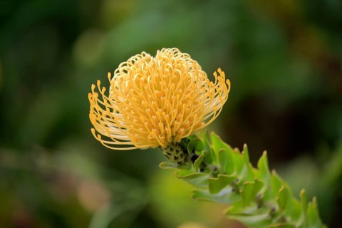 Pincushion protea