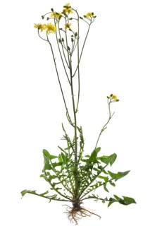 Common hawkweed (Hieracium lachenalii) on white ground