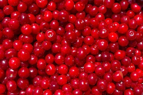 Freshly picked sour cherries