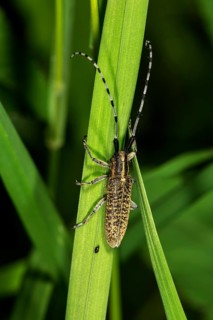 Small poplar buck (Saperda populnea) on a blade of grass