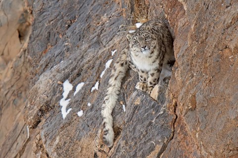 Snow leopard (Panthera uncia) on rock