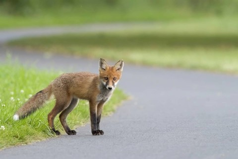 Red fox (Vulpes vulpes)