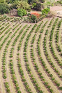 Small size Orange Plantation and Interior Atlantic Forest Aerial View
