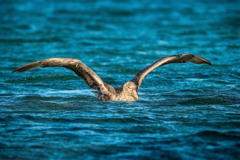 Southern giant petrel (Macronectes giganteus) stretches its wings