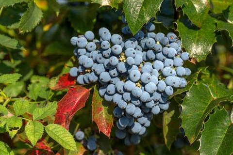 Berries of a mahonia (Mahonia aquifolium)