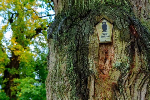 Oak in Luettenhagen in the Mueritz National Park