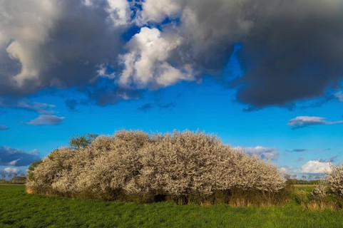 Cloud formation over a blooming sloe hedge in spring