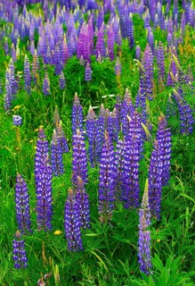 Lupines