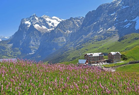 Kleine Scheidegg with Wetterhorn and mountain meadow with meadow knotweed