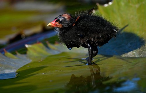 Common moorhen (Gallinula chloropus )