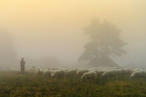 Shepherd with a flock of sheep in the heath at the Thuelsfeld dam at sunrise