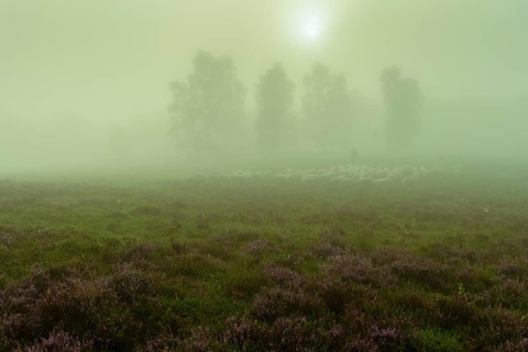 Shepherd with a flock of sheep in the heath at the Thuelsfeld dam at sunrise in the fog