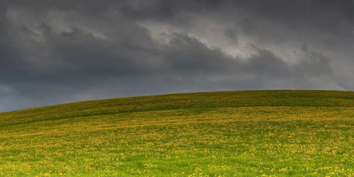 Flowering meadow (Taraxacum) with rain clouds