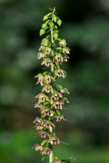 Broad-leaved helleborine (Epipactis helleborine) inflorescence