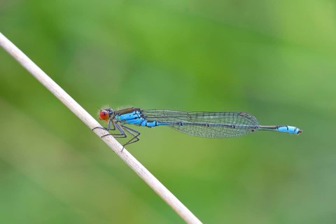 Small Red-eyed Damselfly (Erythromma viridulum )