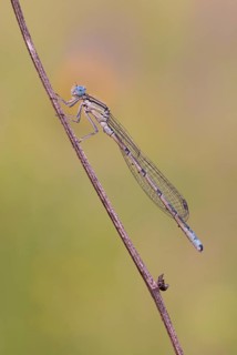 Damselfly (Zygoptera) at sleeping place