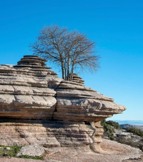 Tree growing between limestone rock formations