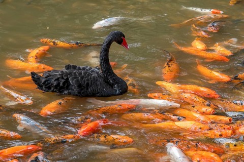 Young swan with Koi carp (Nishikigoi)
