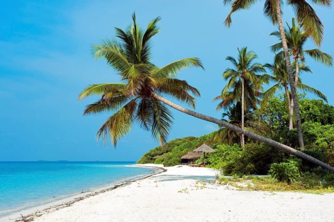 Beach with sloping (Cocos nucifera)