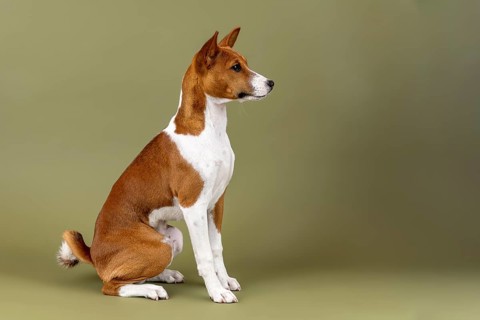 Basenji or Congo Terrier (Canis lupus familiaris)