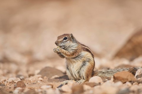 Barbary ground squirrel (Atlantoxerus getulus ) eating