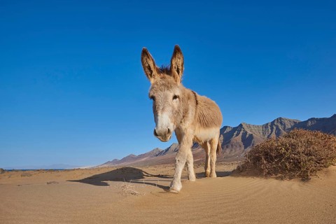 African wild ass (Equus africanus asinus ) at the beach