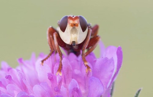 Thick-headed fly (Conopidae) sitting on a flower