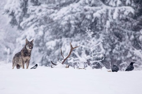 Grey wolf (Canis lupus) observes ravens (Corvus corax) feeding on the carcass