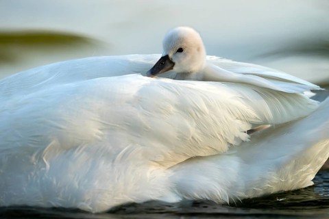 Mute swan (cygnus olor)