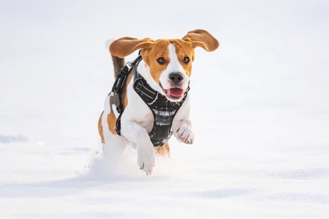Beagle