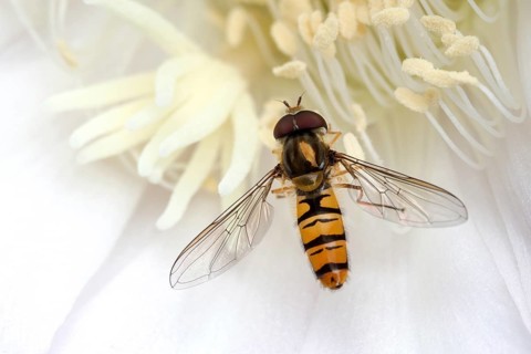 Hoverfly (Syrphidae) sitting on cactus flower (Echinopsis sp.)