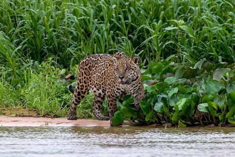 Jaguar (Panthera Onca)