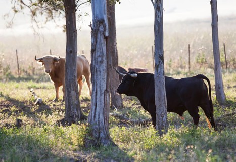 Bullfighting bulls grazing on pasture