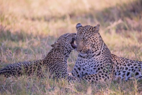 Leopard (Panthera pardus )